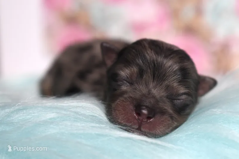 Black Merle with tan – Pomeranian puppy for sale in Westminster, CO
