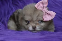 Godiva , a female Pomeranian for sale in Westminster, CO – 3 of 5