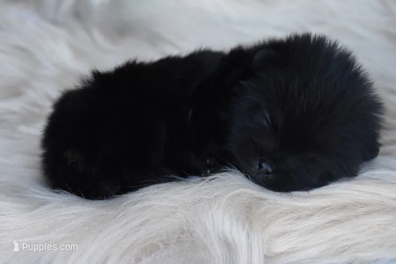 Black/tan  – Pomeranian puppy for sale in Westminster, CO