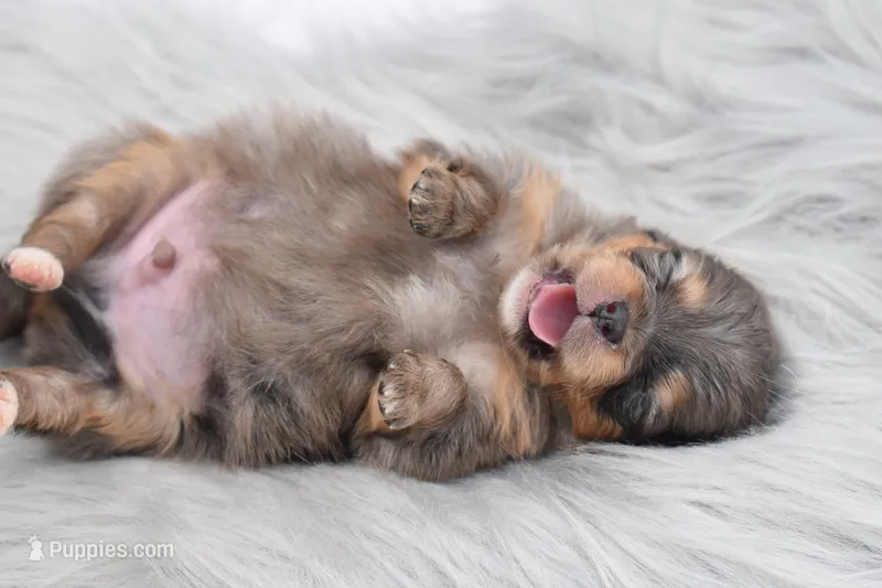 Black Merle with tan  – Pomeranian puppy for sale in Westminster, CO