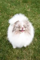 Hershey , a male Pomeranian for sale in Westminster, CO – 6 of 6