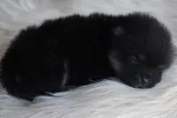 Black/tan , a female Pomeranian for sale in Westminster, CO – 3 of 3