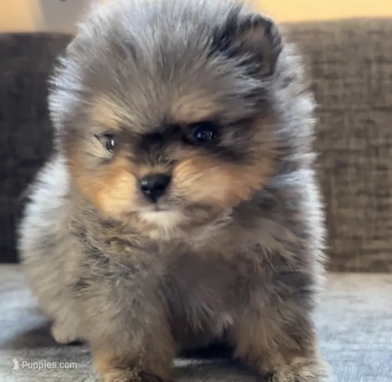 Black Merle  – Pomeranian puppy for sale in Westminster, CO