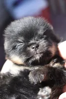 Black/tan , a female Pomeranian for sale in Westminster, CO – 2 of 3