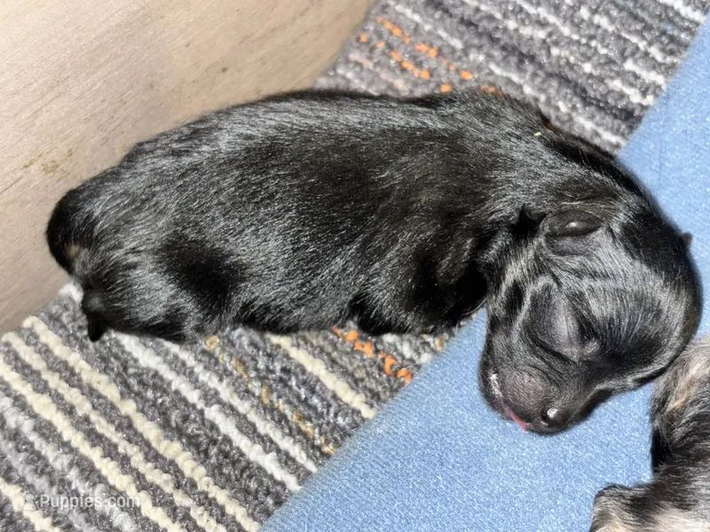 Black/tan  – Pomeranian puppy for sale in Westminster, CO