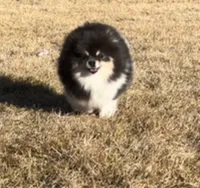 Meadow , a female Pomeranian for sale in Westminster, CO – 2 of 4