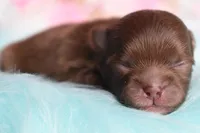 Hershey , a male Pomeranian for sale in Westminster, CO – 3 of 6