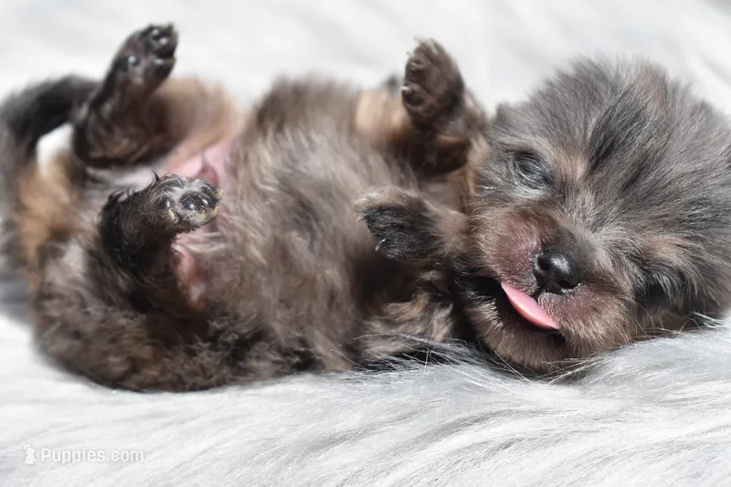 Black Merle with tan – Pomeranian puppy for sale in Westminster, CO