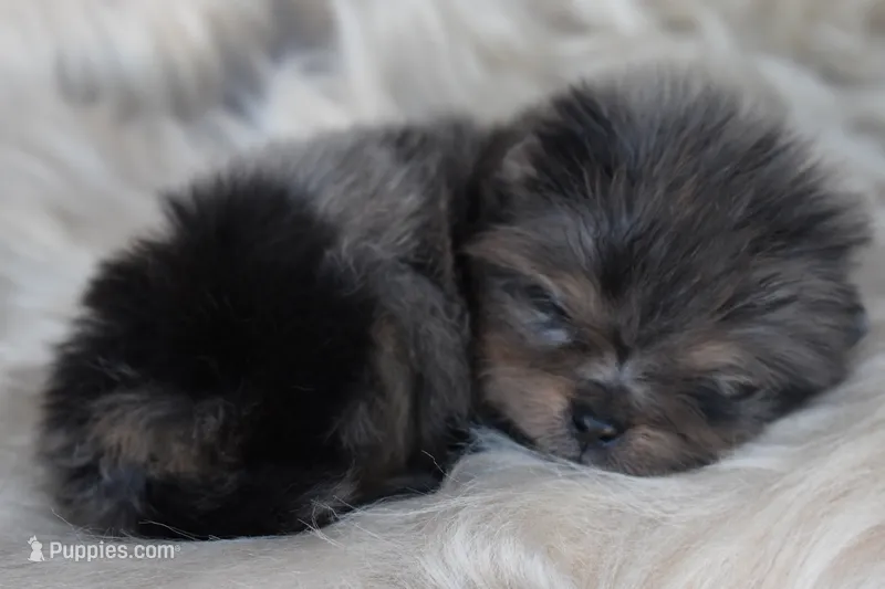 Black Merle with tan – Pomeranian puppy for sale in Westminster, CO