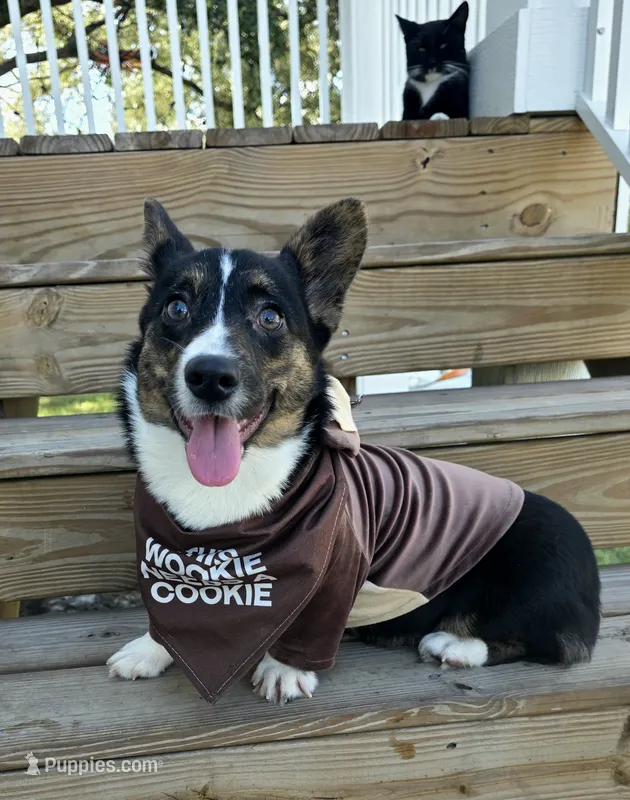 Wookie – Cardigan Welsh Corgi, Pembroke Welsh Corgi puppy for sale in Bradenton, FL