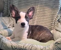Swirly, a male Cardigan Welsh Corgi and Pembroke Welsh Corgi for sale in Bradenton, FL – 9 of 10