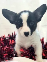 Sherpa, a male Cardigan Welsh Corgi and Pembroke Welsh Corgi for sale in Bradenton, FL – 8 of 10