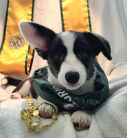 Unique ( liver, bluie pink carrier) dm clear , a female Cardigan Welsh Corgi for sale in Bradenton, FL – 10 of 10