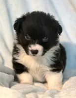 Rebecca , a female Cardigan Welsh Corgi and Pembroke Welsh Corgi for sale in Bradenton, FL – 3 of 10