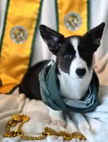 Unicorn ( bluie, pink carrier dm clear) pet, a female Cardigan Welsh Corgi for sale in Bradenton, FL – 4 of 10