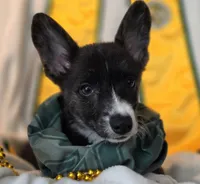 Whoopie , a female Cardigan Welsh Corgi and Pembroke Welsh Corgi for sale in Bradenton, FL – 3 of 10