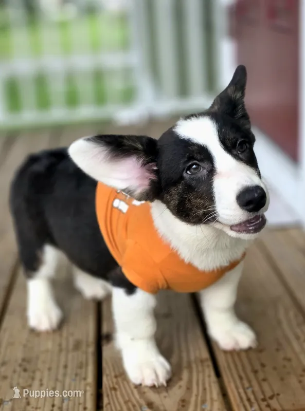 Unique ( liver, bluie pink carrier) dm clear  – Cardigan Welsh Corgi puppy for sale in Bradenton, FL