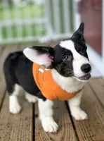 Unique 4 pet ( liver, bluie pink carrier) dm clear , a female Cardigan Welsh Corgi for sale in Bradenton, FL – 1 of 10