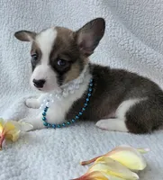 Salute! , a male Cardigan Welsh Corgi and Pembroke Welsh Corgi for sale in Bradenton, FL – Photo 8 of 10