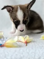 Salute! , a male Cardigan Welsh Corgi and Pembroke Welsh Corgi for sale in Bradenton, FL – Photo 6 of 10