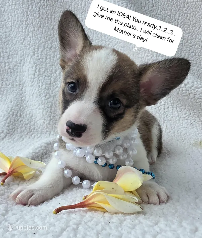 Salute!  – Cardigan Welsh Corgi, Pembroke Welsh Corgi puppy for sale in Bradenton, FL