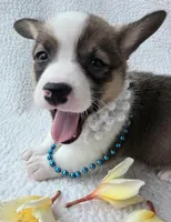 Salute! , a male Cardigan Welsh Corgi and Pembroke Welsh Corgi for sale in Bradenton, FL – Photo 4 of 10