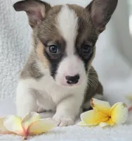 Salute! , a male Cardigan Welsh Corgi and Pembroke Welsh Corgi for sale in Bradenton, FL – Photo 9 of 10