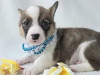 Salute! , a male Cardigan Welsh Corgi and Pembroke Welsh Corgi for sale in Bradenton, FL – Photo 10 of 10