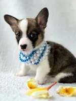 Salute! , a male Cardigan Welsh Corgi and Pembroke Welsh Corgi for sale in Bradenton, FL – Photo 5 of 10