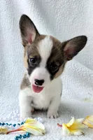 Salute! , a male Cardigan Welsh Corgi and Pembroke Welsh Corgi for sale in Bradenton, FL – Photo 2 of 10
