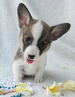 Salute! , a male Cardigan Welsh Corgi and Pembroke Welsh Corgi for sale in Bradenton, FL – Photo 3 of 10