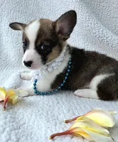 Salute! , a male Cardigan Welsh Corgi and Pembroke Welsh Corgi for sale in Bradenton, FL – Photo 7 of 10