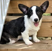 Sherpa, a male Cardigan Welsh Corgi and Pembroke Welsh Corgi for sale in Bradenton, FL – 10 of 10