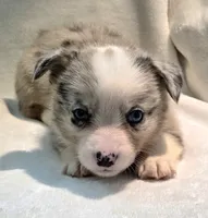 Victory, a female Cardigan Welsh Corgi and Pembroke Welsh Corgi for sale in Bradenton, FL – 7 of 10