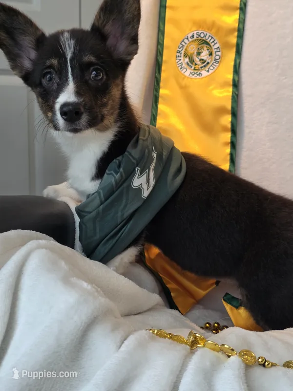 Wookie – Cardigan Welsh Corgi, Pembroke Welsh Corgi puppy for sale in Bradenton, FL