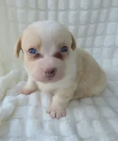 Cotton candy ! , a female Cardigan Welsh Corgi for sale in Bradenton, FL – Photo 1 of 10