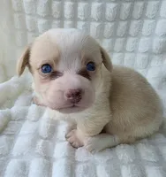 Cotton candy ! , a female Cardigan Welsh Corgi for sale in Bradenton, FL – Photo 6 of 10