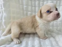 Cotton candy ! , a female Cardigan Welsh Corgi for sale in Bradenton, FL – Photo 10 of 10