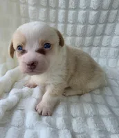 Cotton candy ! , a female Cardigan Welsh Corgi for sale in Bradenton, FL – Photo 5 of 10