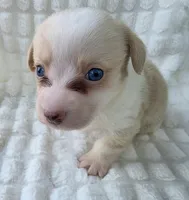 Cotton candy ! , a female Cardigan Welsh Corgi for sale in Bradenton, FL – Photo 3 of 10