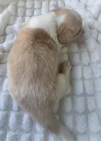 Cotton candy ! , a female Cardigan Welsh Corgi for sale in Bradenton, FL – Photo 8 of 10