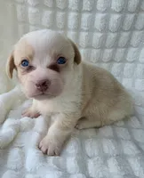 Cotton candy ! , a female Cardigan Welsh Corgi for sale in Bradenton, FL – Photo 2 of 10