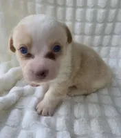 Cotton candy ! , a female Cardigan Welsh Corgi for sale in Bradenton, FL – Photo 7 of 10