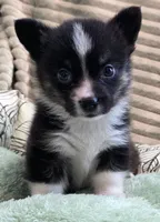 Wookie, a female Cardigan Welsh Corgi and Pembroke Welsh Corgi for sale in Bradenton, FL – 8 of 10