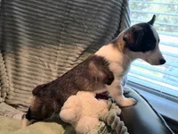 Sherpa, a male Cardigan Welsh Corgi and Pembroke Welsh Corgi for sale in Bradenton, FL – 9 of 10