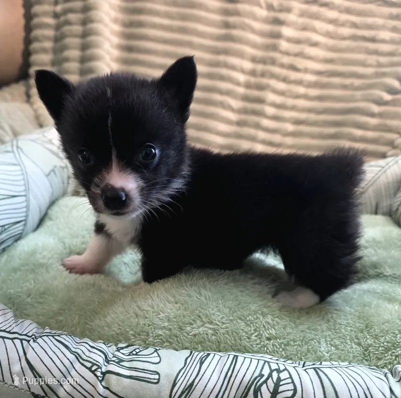 Whoopie  – Cardigan Welsh Corgi, Pembroke Welsh Corgi puppy for sale in Bradenton, FL
