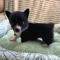 Whoopie , a female Cardigan Welsh Corgi and Pembroke Welsh Corgi for sale in Bradenton, FL – 1 of 10