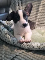 Sherpa, a male Cardigan Welsh Corgi and Pembroke Welsh Corgi for sale in Bradenton, FL – 8 of 10
