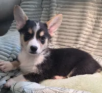 Tiberius  kurk , a male Cardigan Welsh Corgi and Pembroke Welsh Corgi for sale in Bradenton, FL – 3 of 10