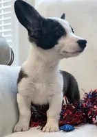 Swirly, a male Cardigan Welsh Corgi and Pembroke Welsh Corgi for sale in Bradenton, FL – 2 of 10